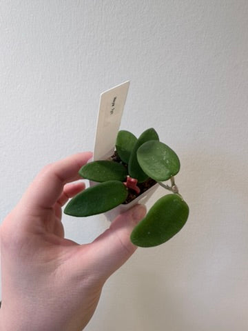 Hoya lyi | 1.5 inch