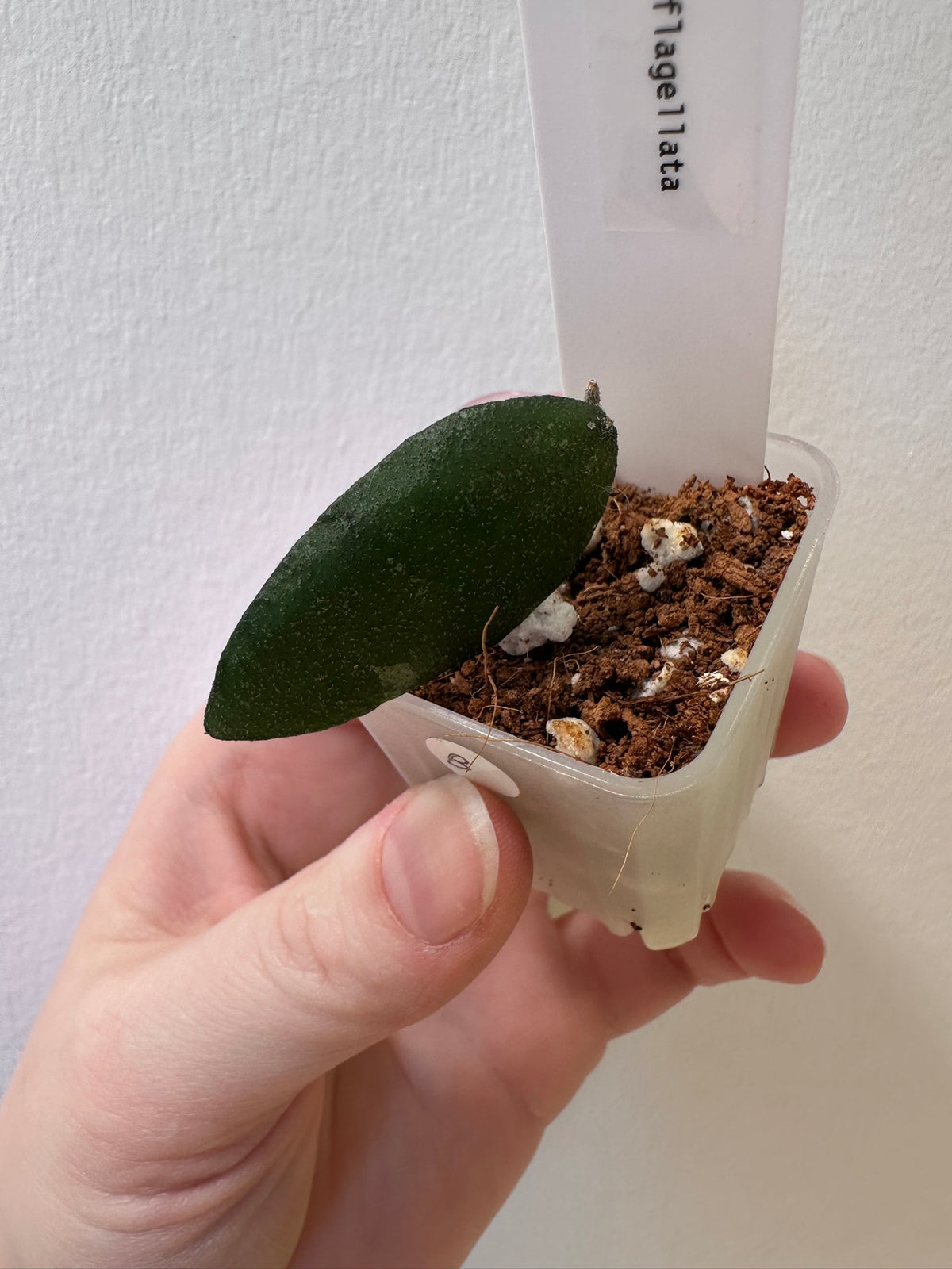 Hoya flagellata | 1.5 inch