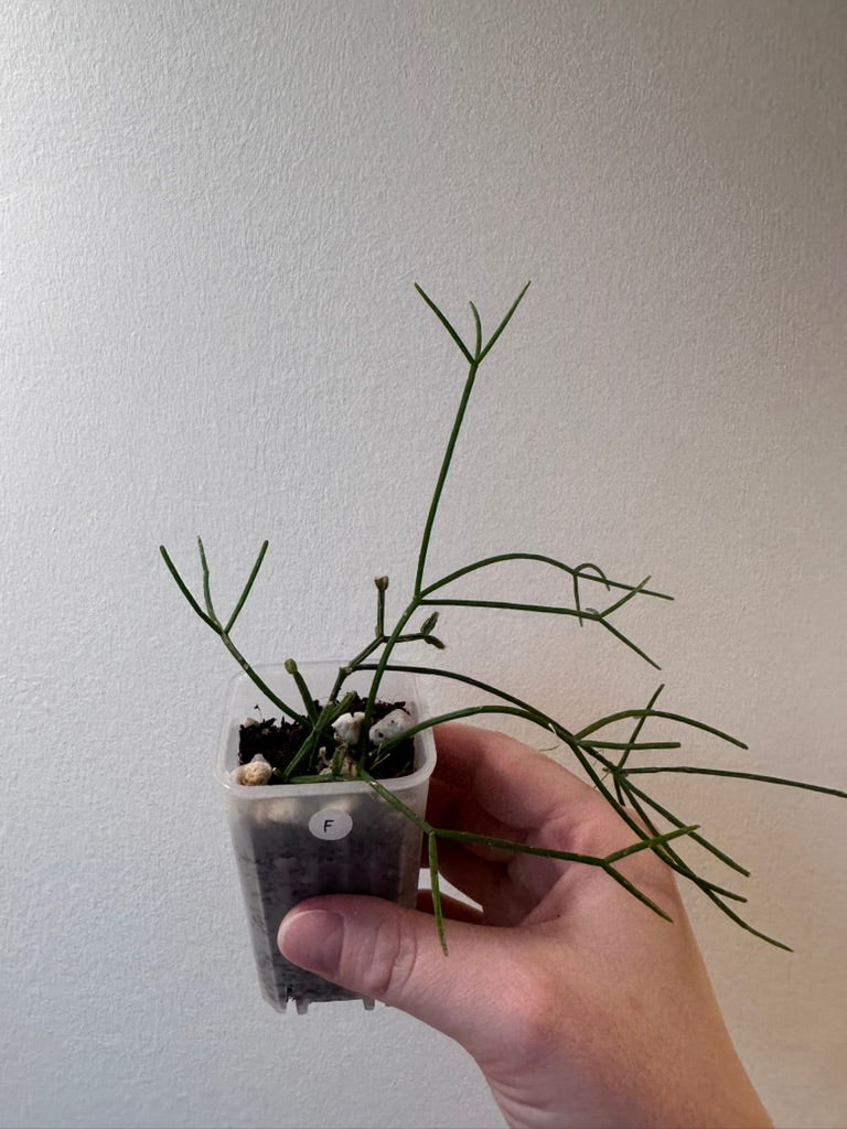 Rhipsalis cereuscula | 2 inch