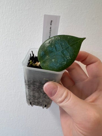 Hoya verticillata 'Black Margin' | 2 inch