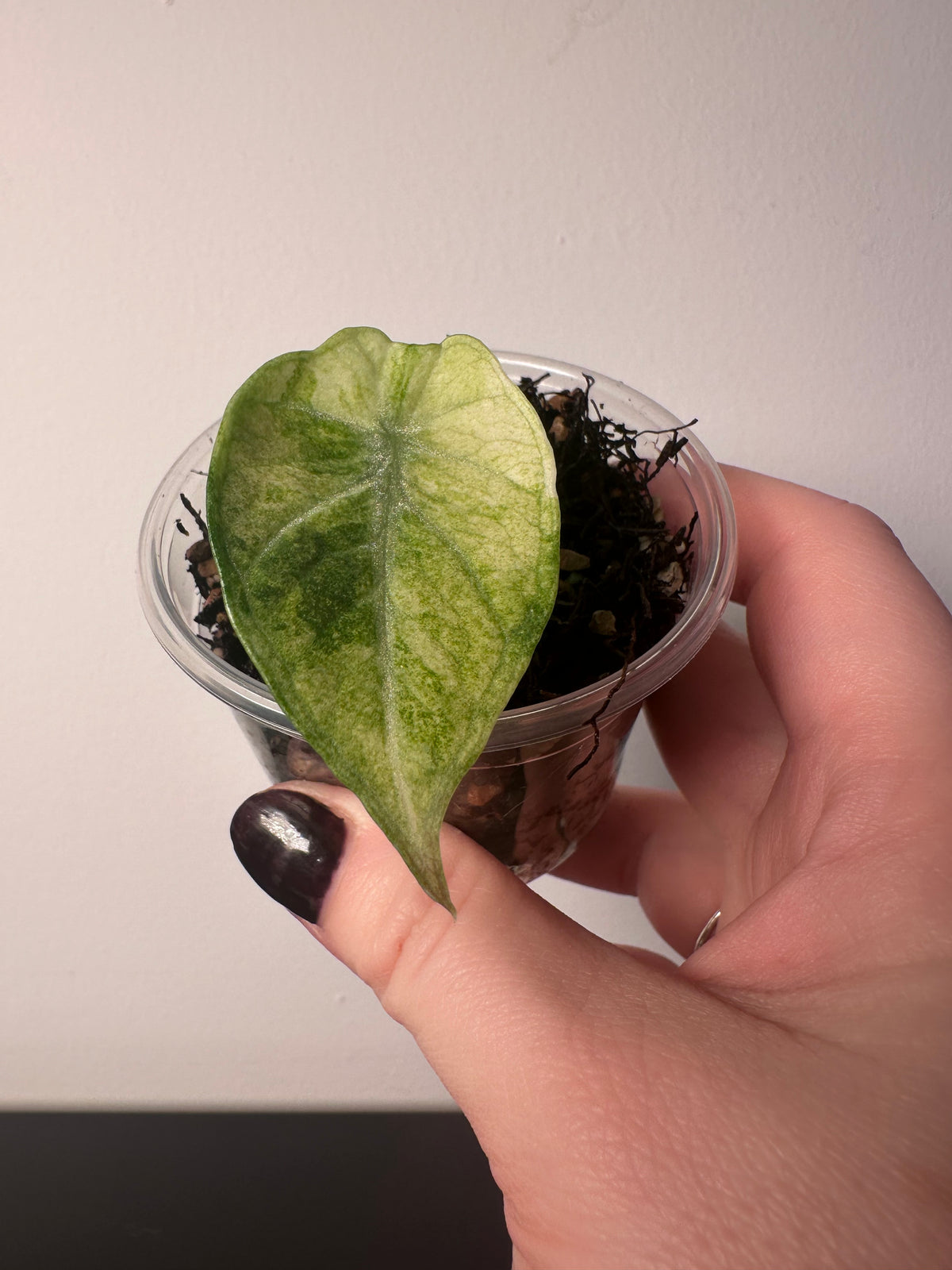 Alocasia 'Ninja' tricolor | 3 inch