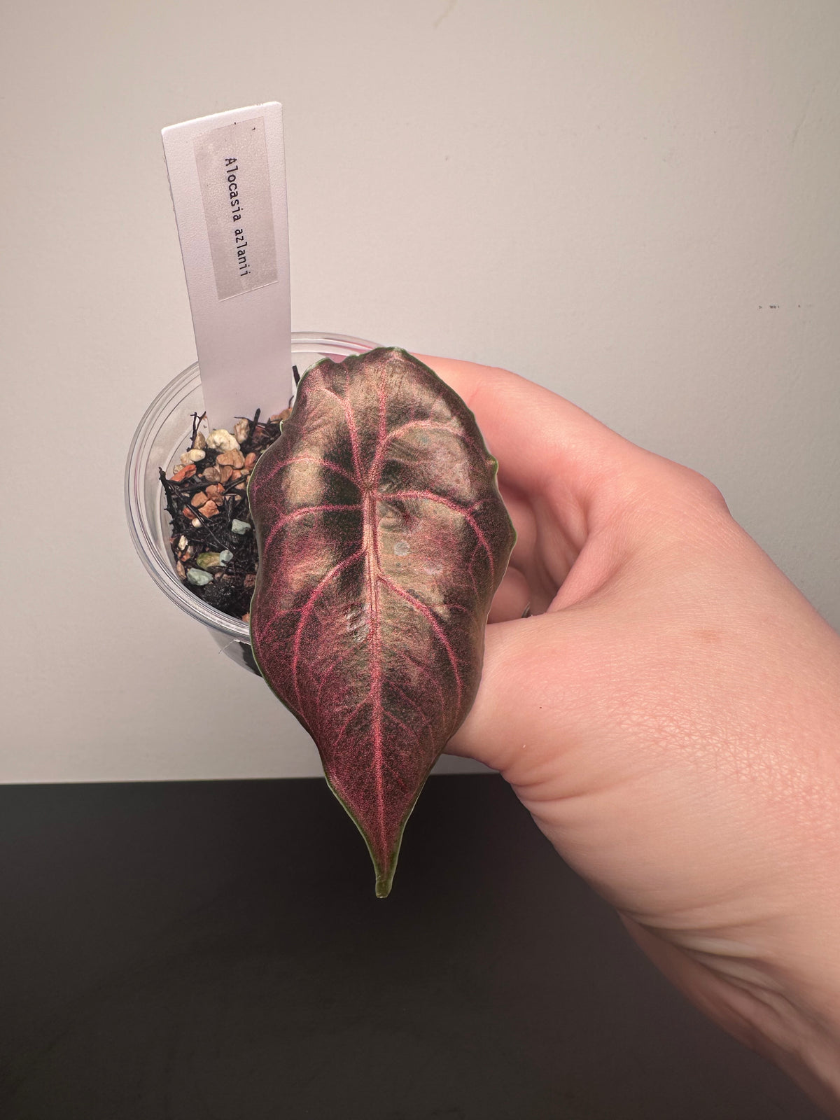 Alocasia azlanii | 3 inch