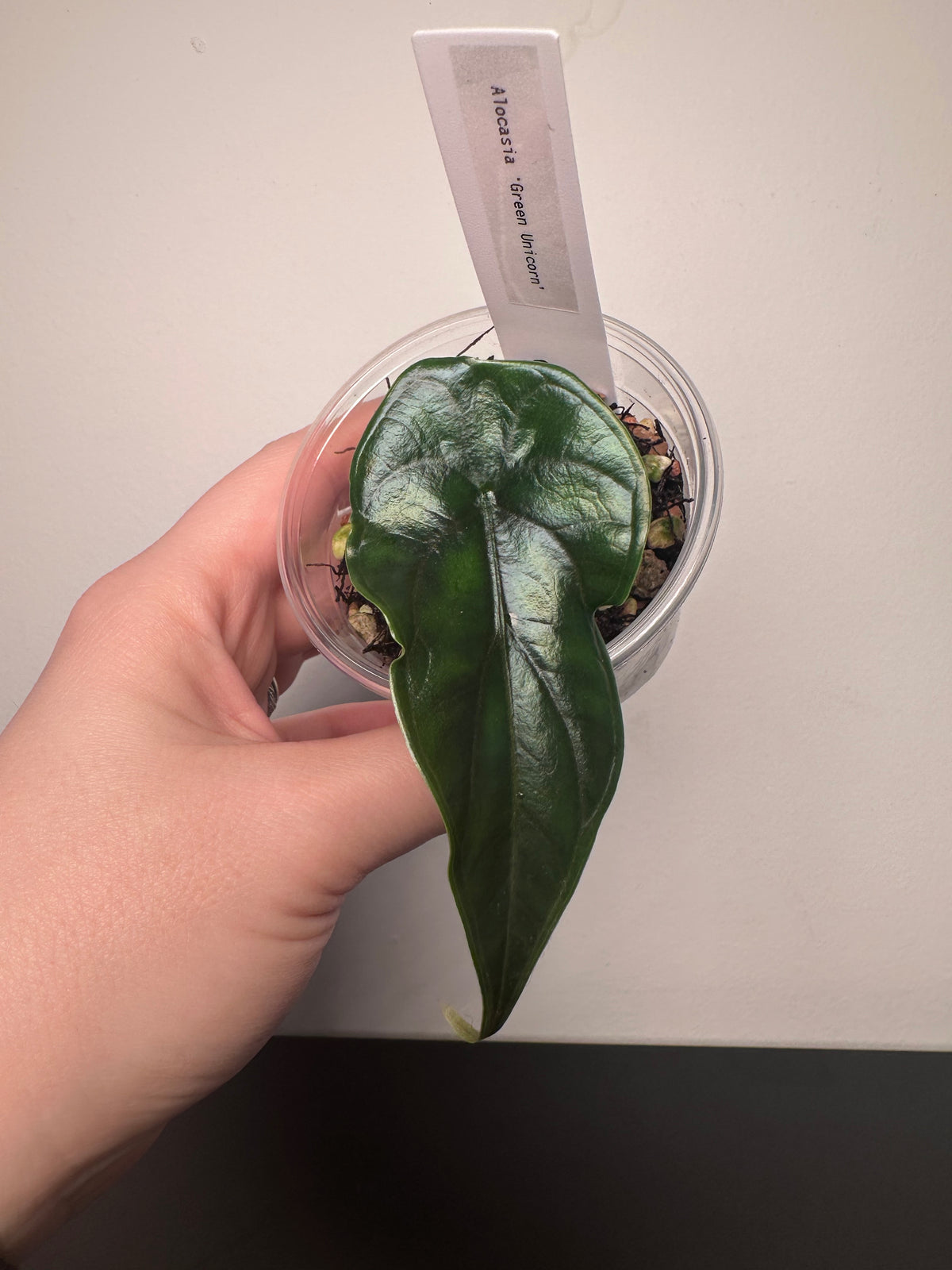 Alocasia 'Green Unicorn' | 3 inch