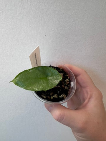 Alocasia heterophylla 'Dragon's Breath' | 2.5 inch