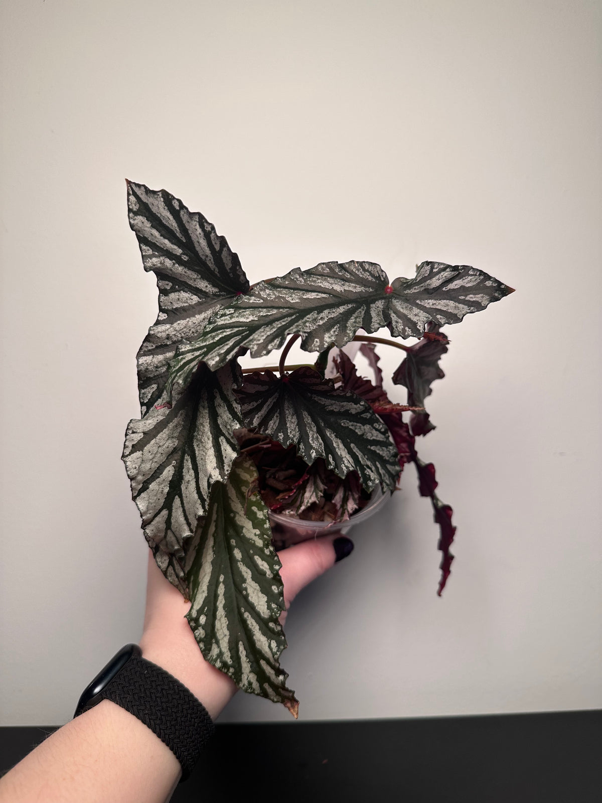 Begonia 'Guy Savard' | 4 inch