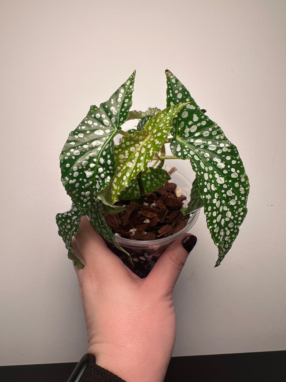 Begonia 'Olei Silver Spot' | 4 inch
