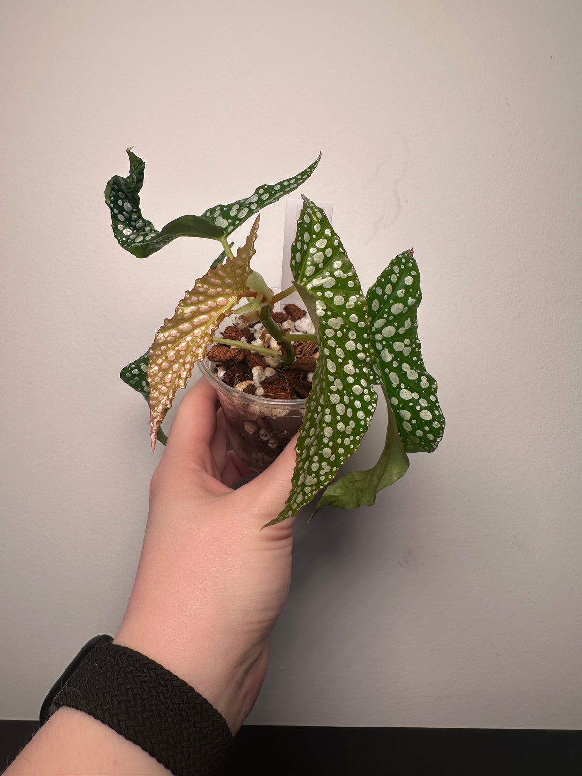 Begonia 'Olei Silver Spot' | 3 inch