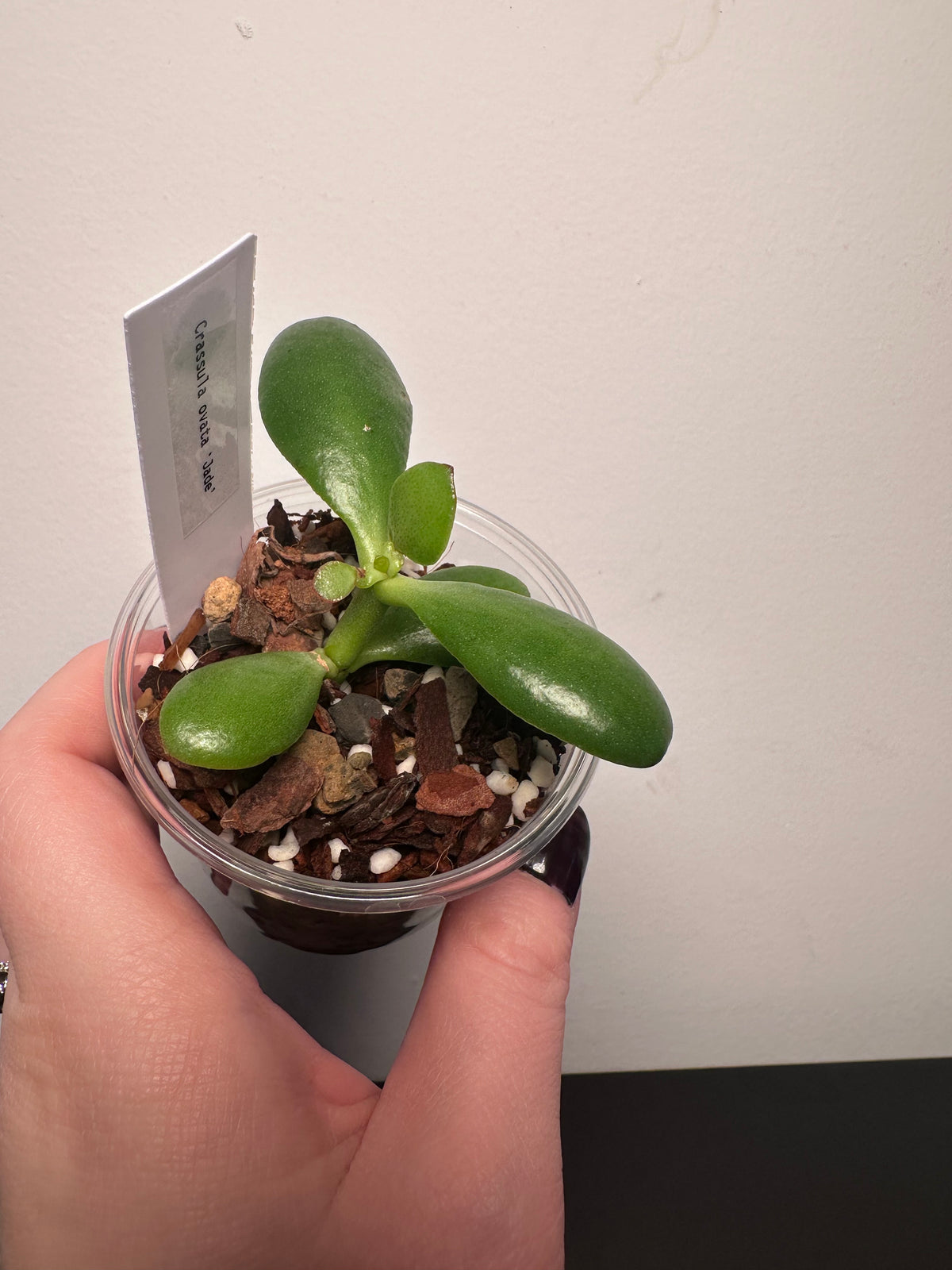 Crassula ovata 'Jade Plant' | 3 inch