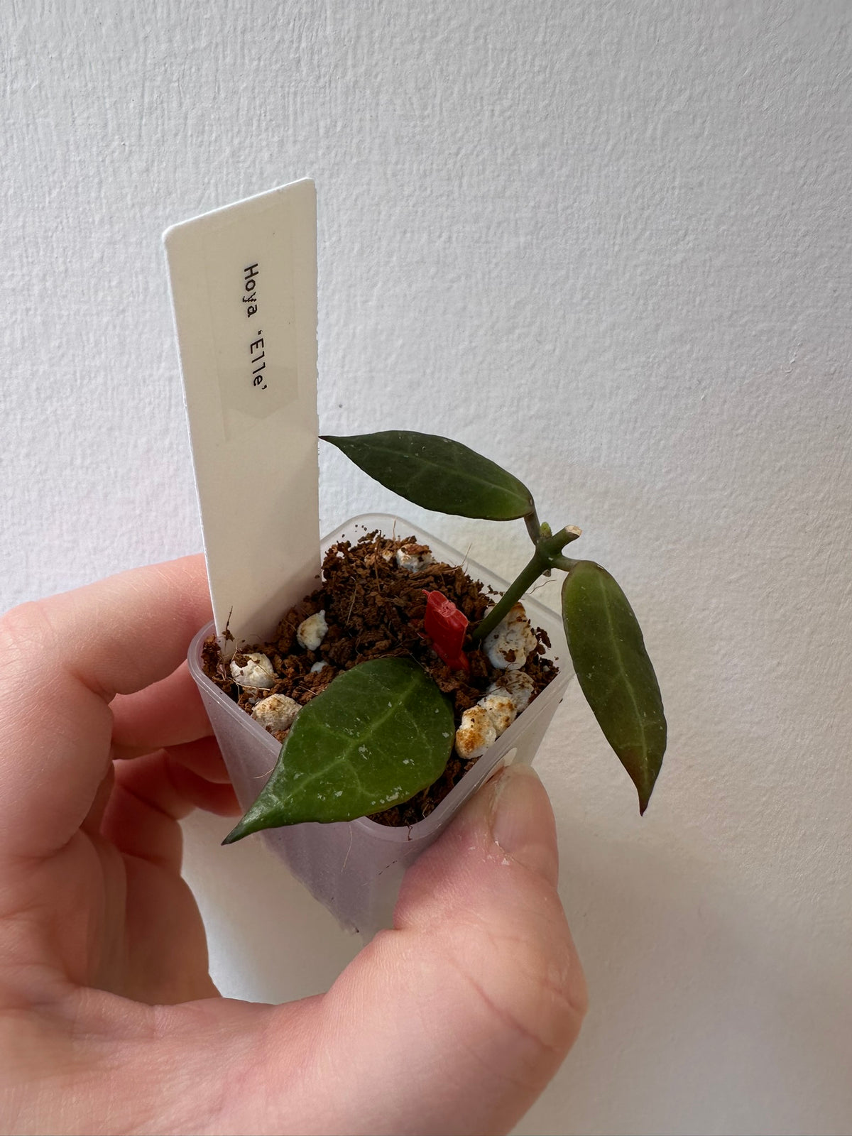 Hoya 'Elle' | 1.5 inch