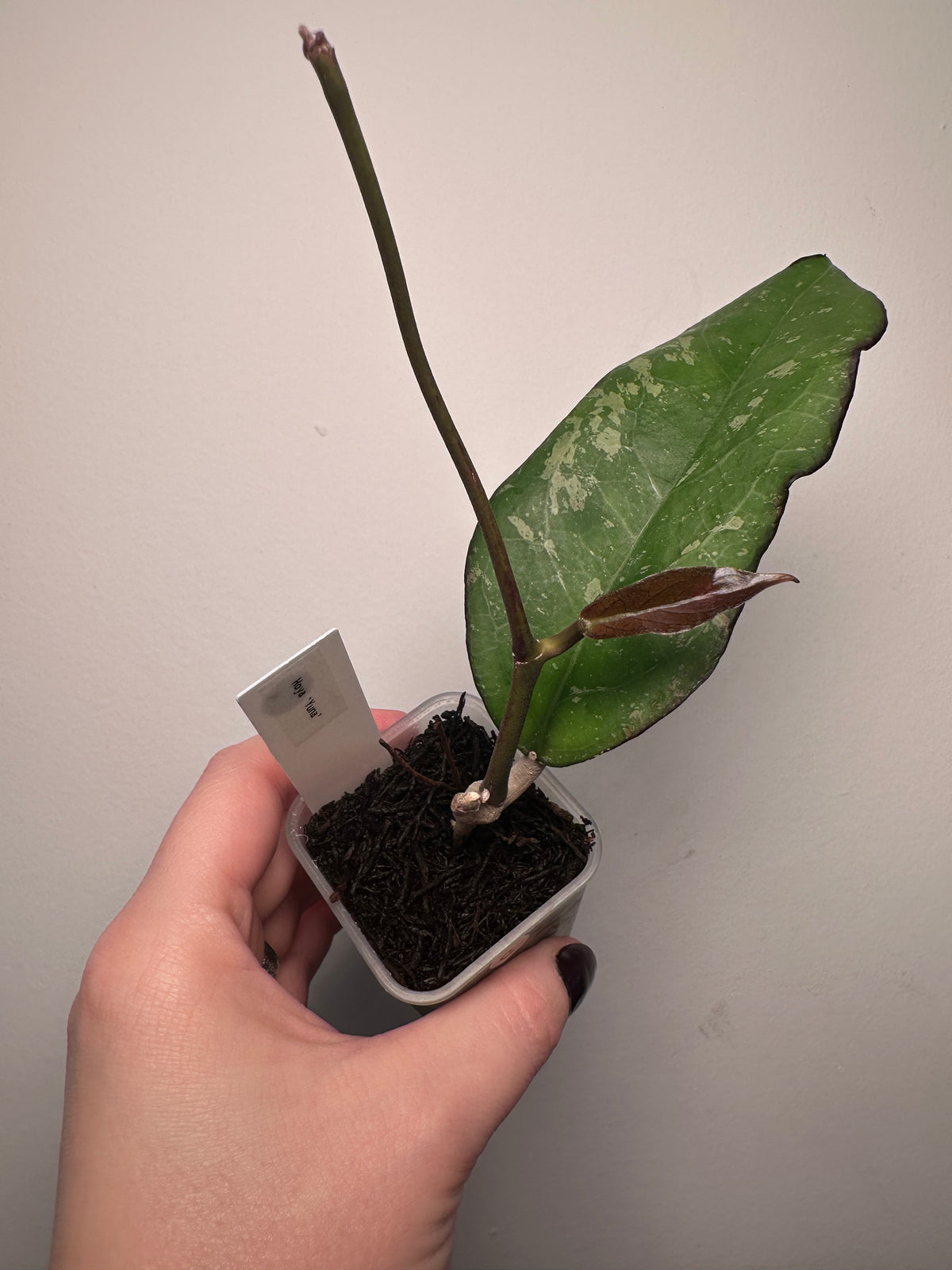 Hoya 'Yuna' | 2 inch