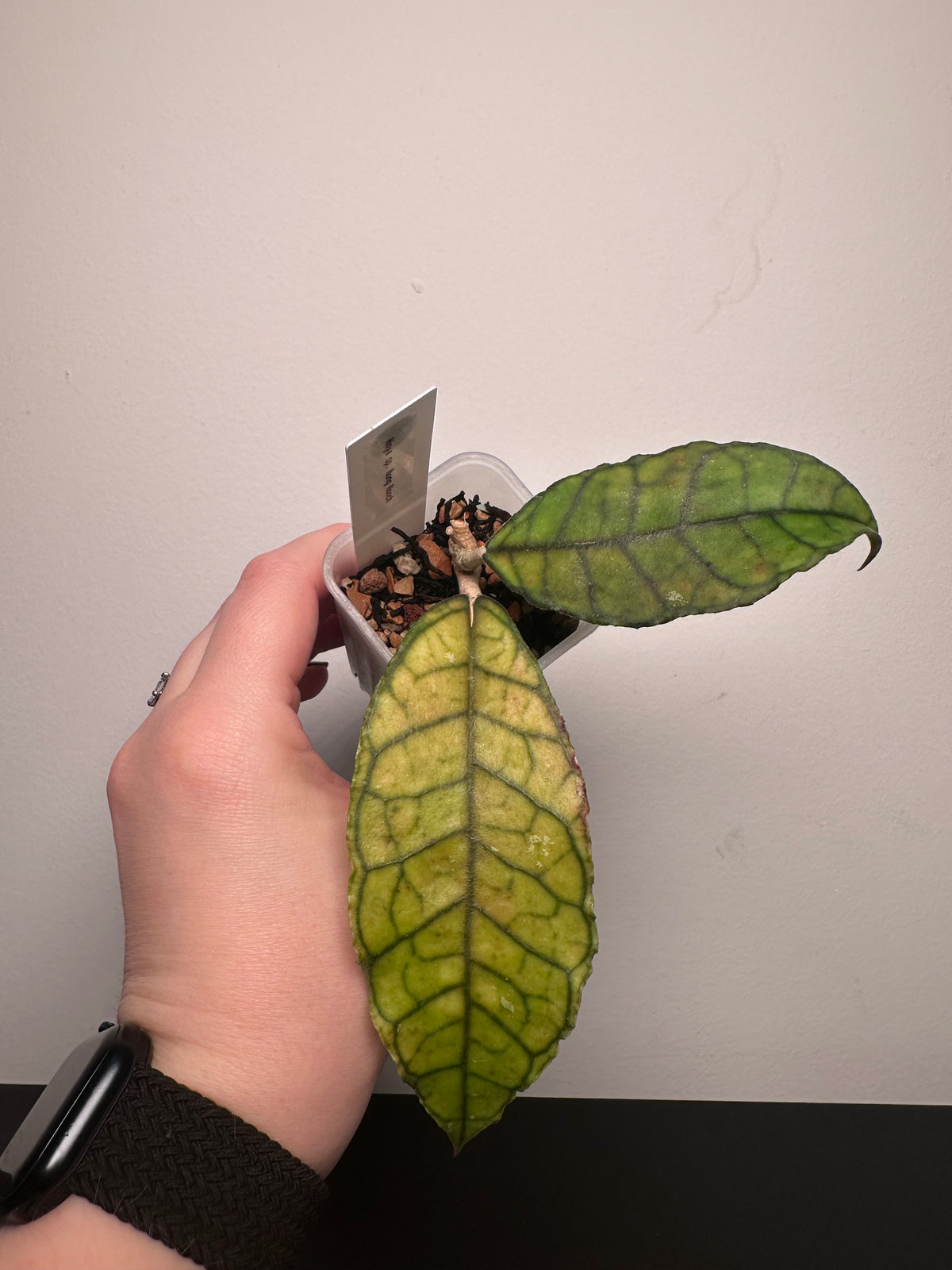 Hoya sp. Nong Nooch | 2 inch
