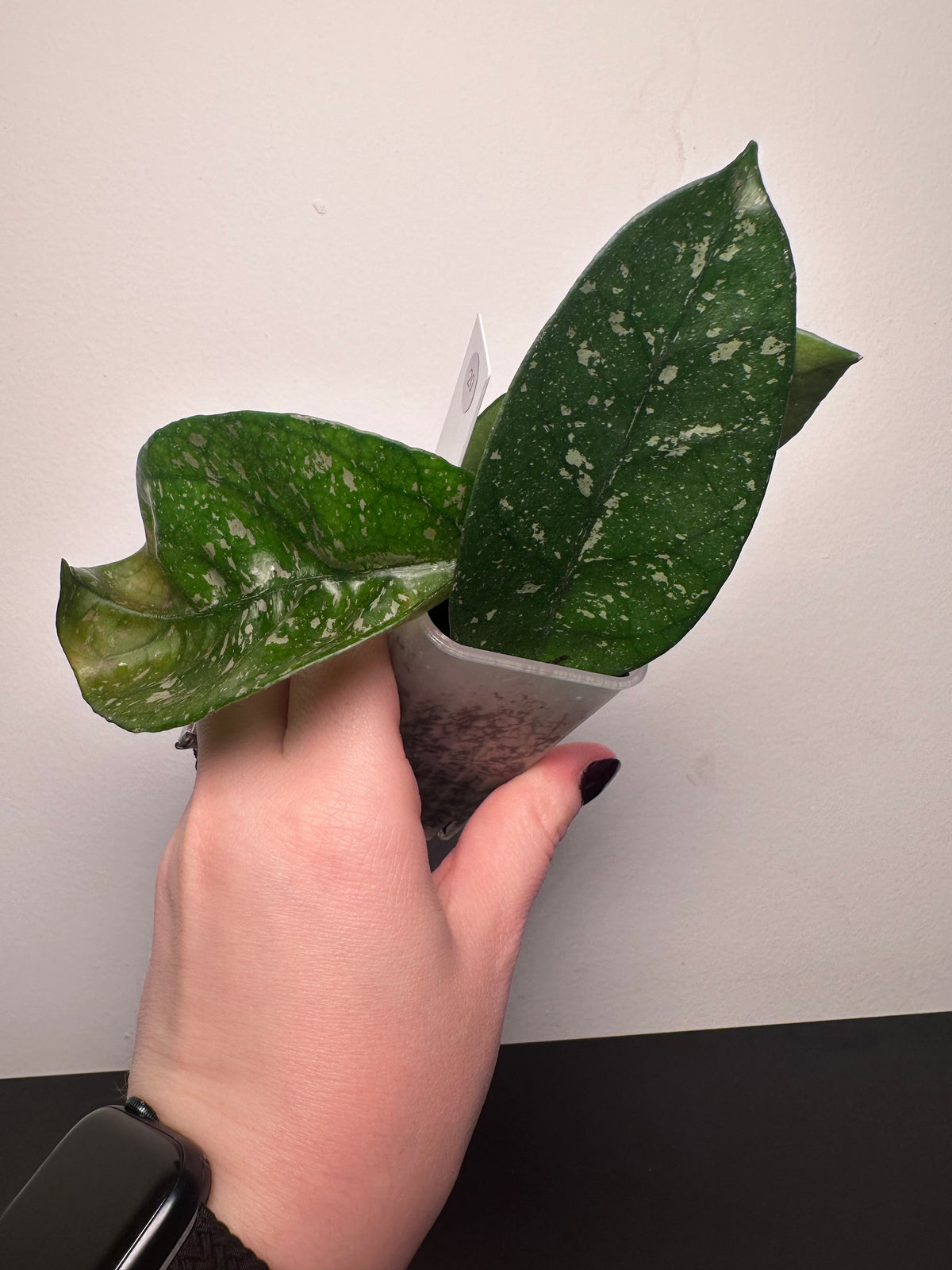 Hoya 'Starry Night' | 2 inch