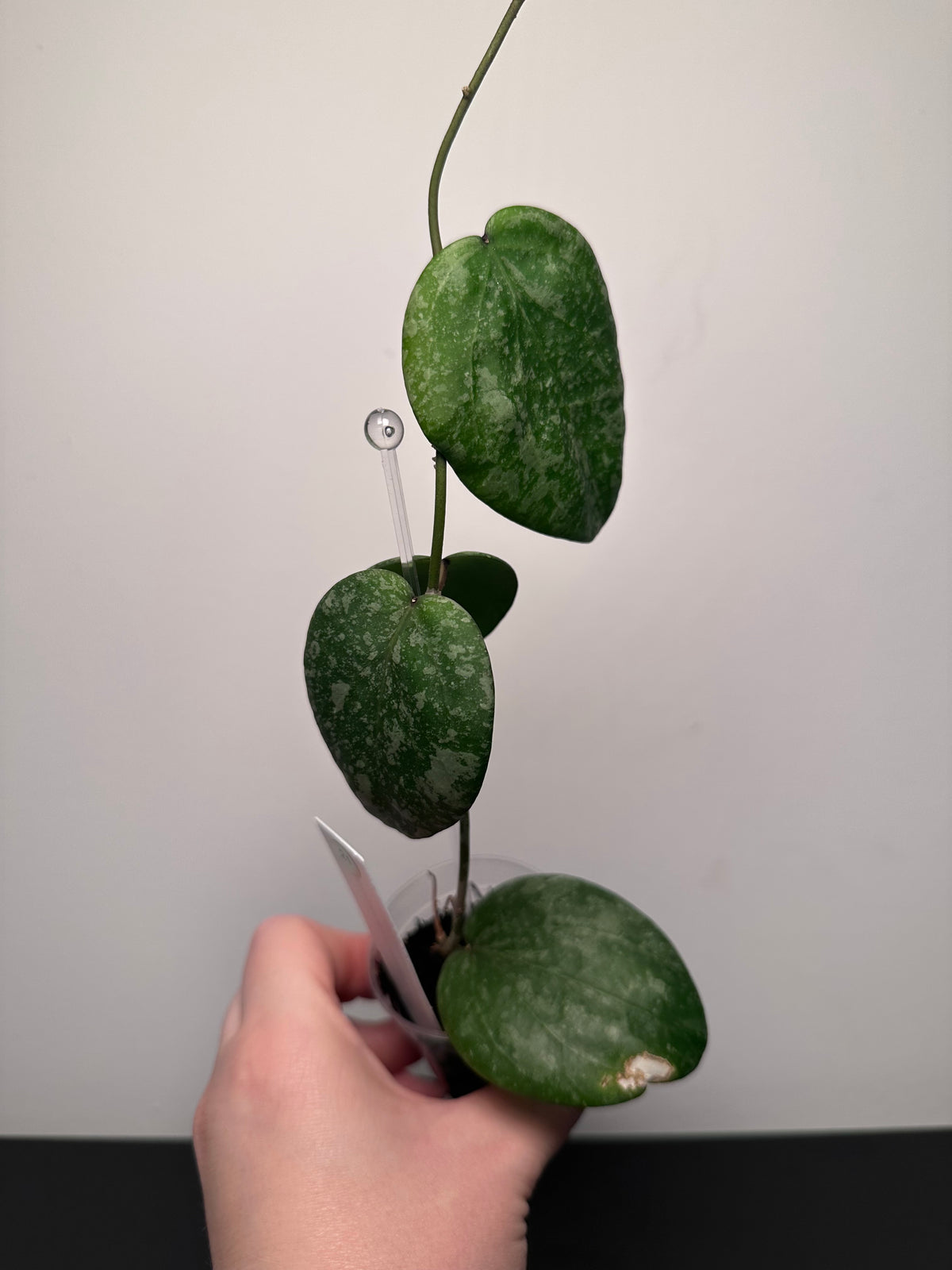 Hoya TR13 (H. imbricata x H. cinnamomfolia) | 2 inch
