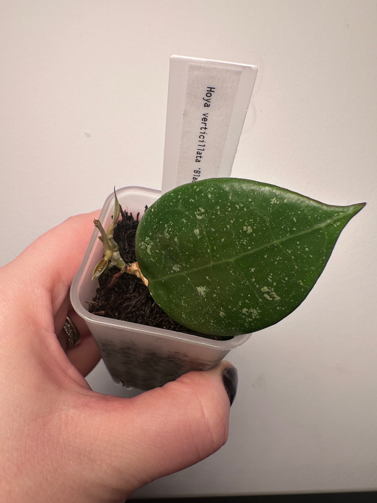 Hoya verticillata 'Black Margin' | 2 inch