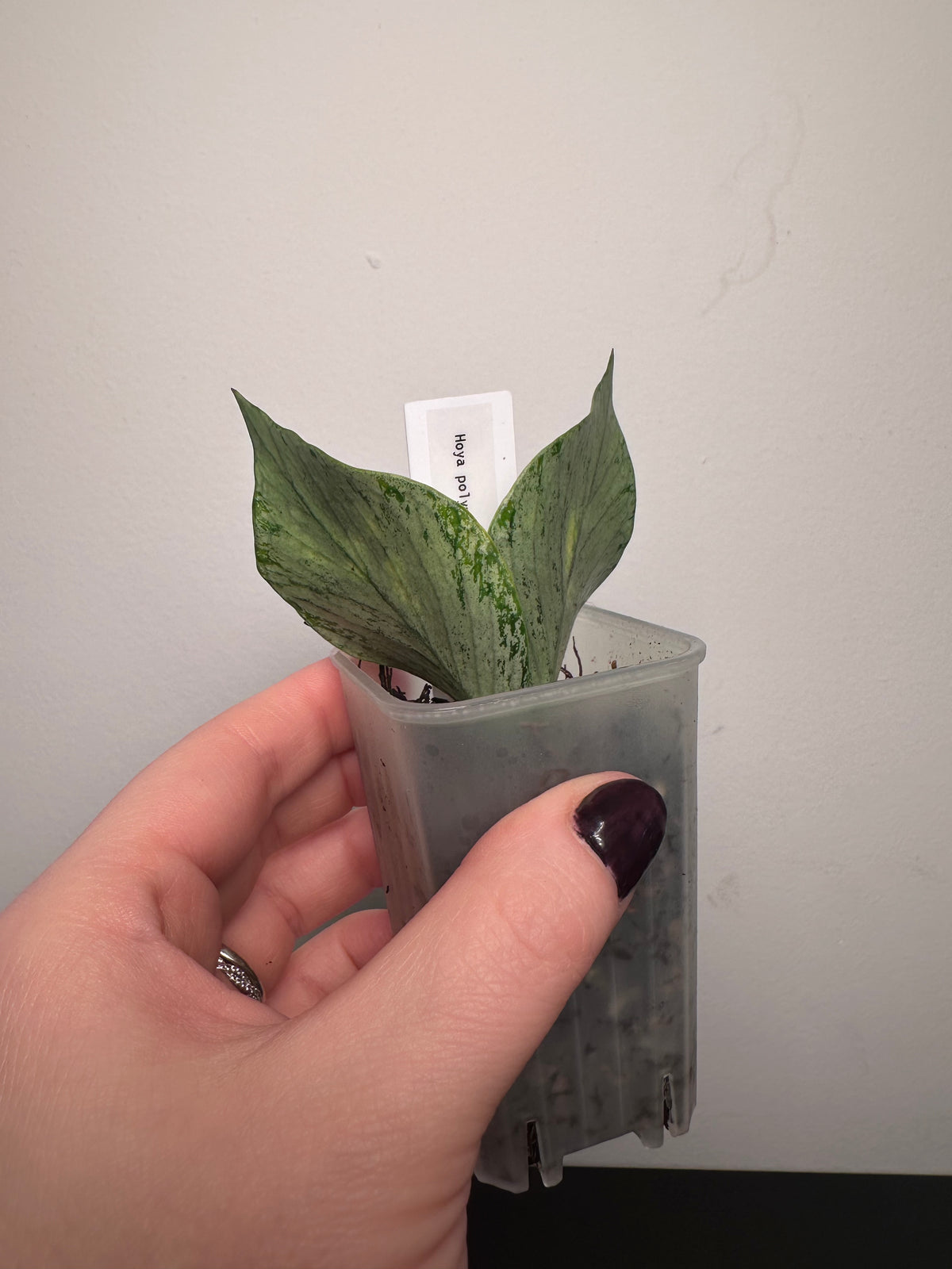 Hoya polyneura (silver) | 2 inch