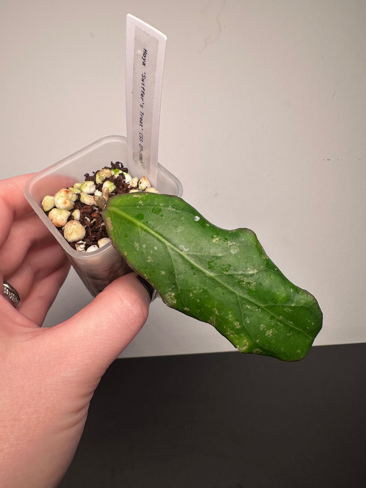 Hoya 'Swiffer's Treat' (SS 27-108) | 2 inch