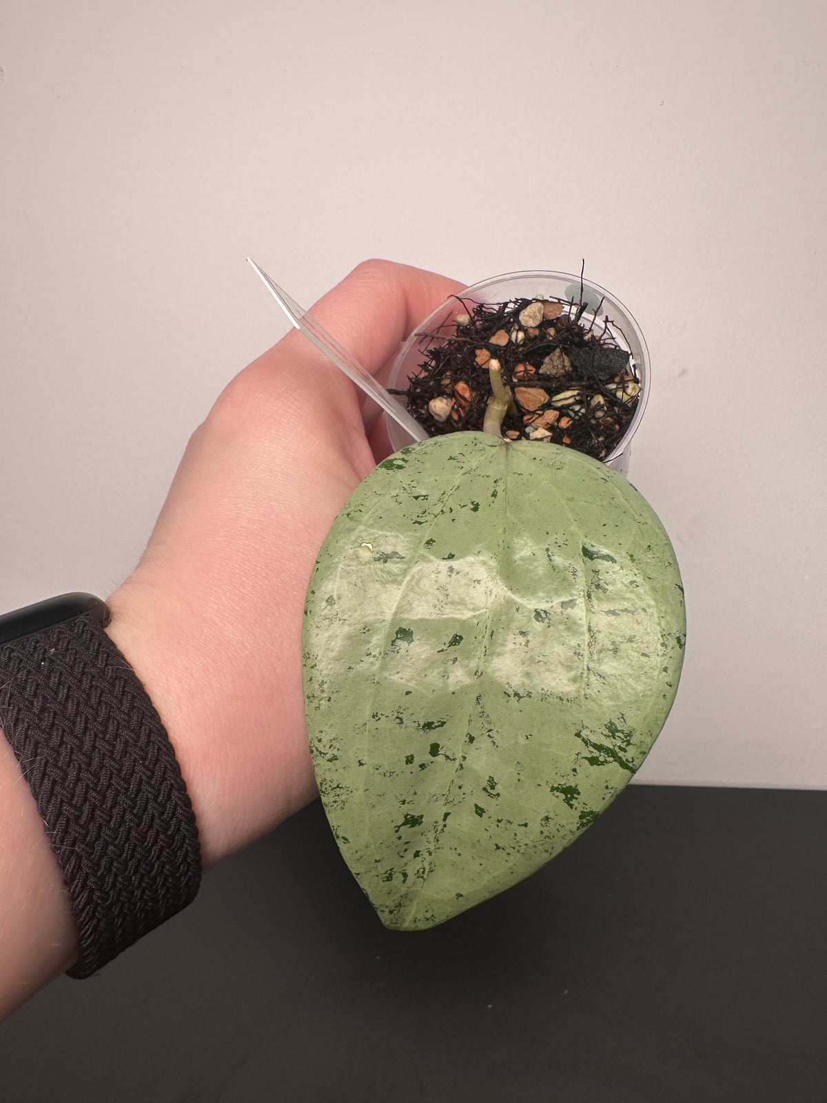 Hoya glabra 'Gin' | 2 inch