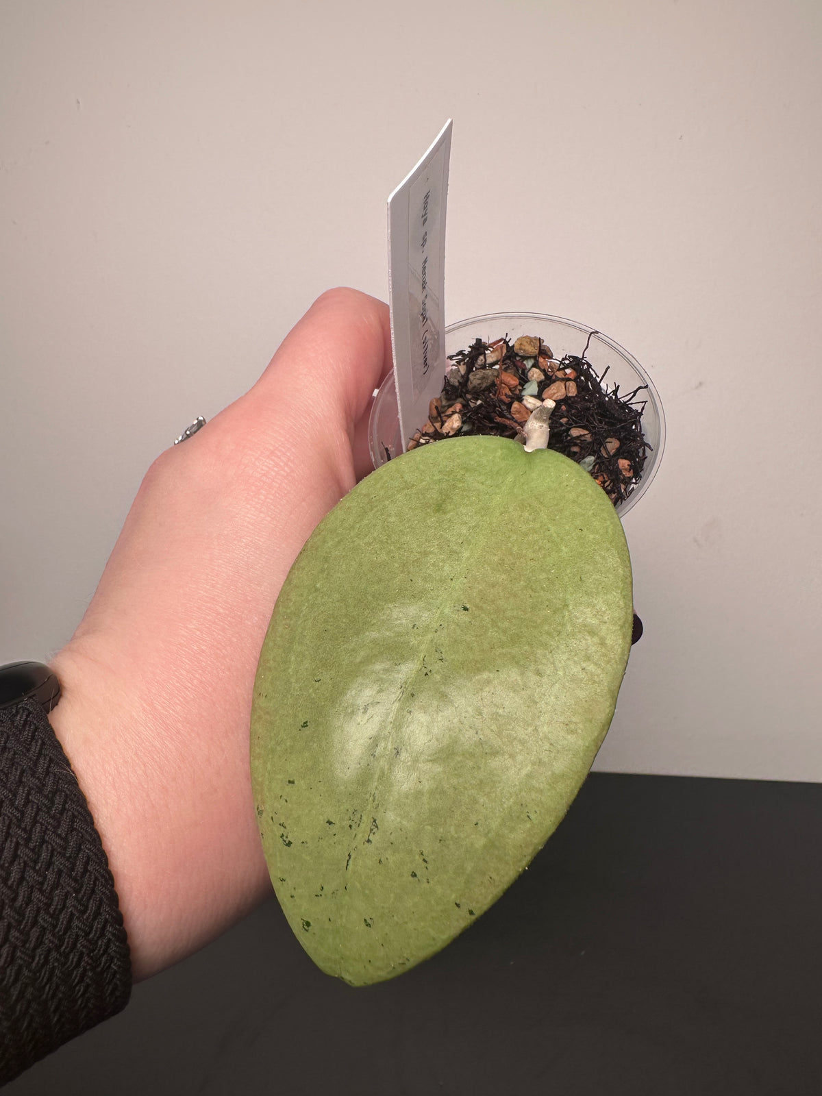 Hoya sp. Menak Sopal (silver) | 2 inch