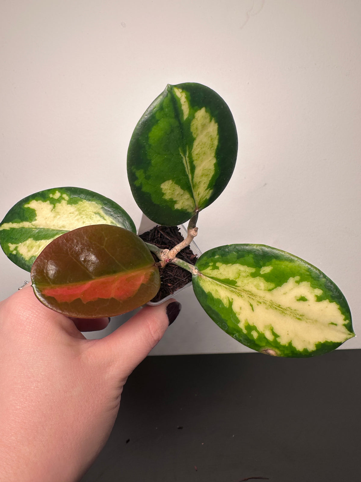 Hoya australis 'Lisa' | 1.5 inch
