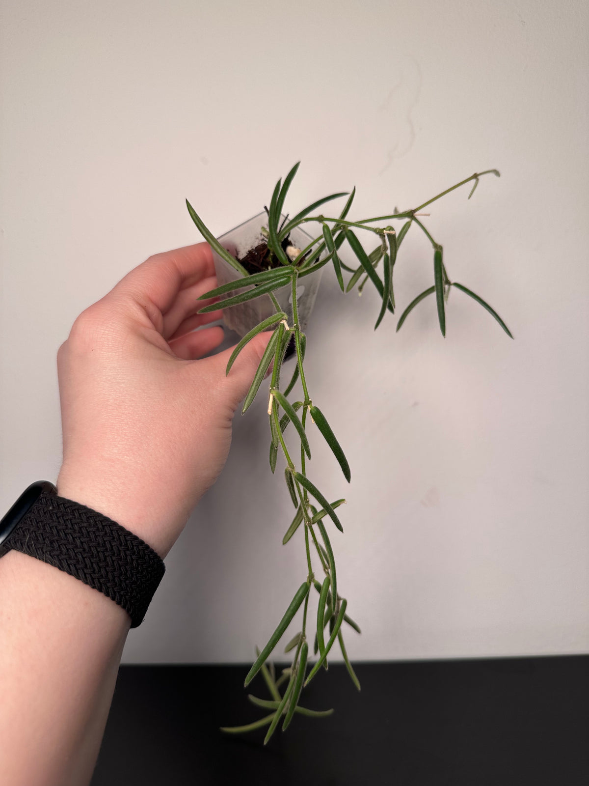 Hoya linearis | 1.5 inch