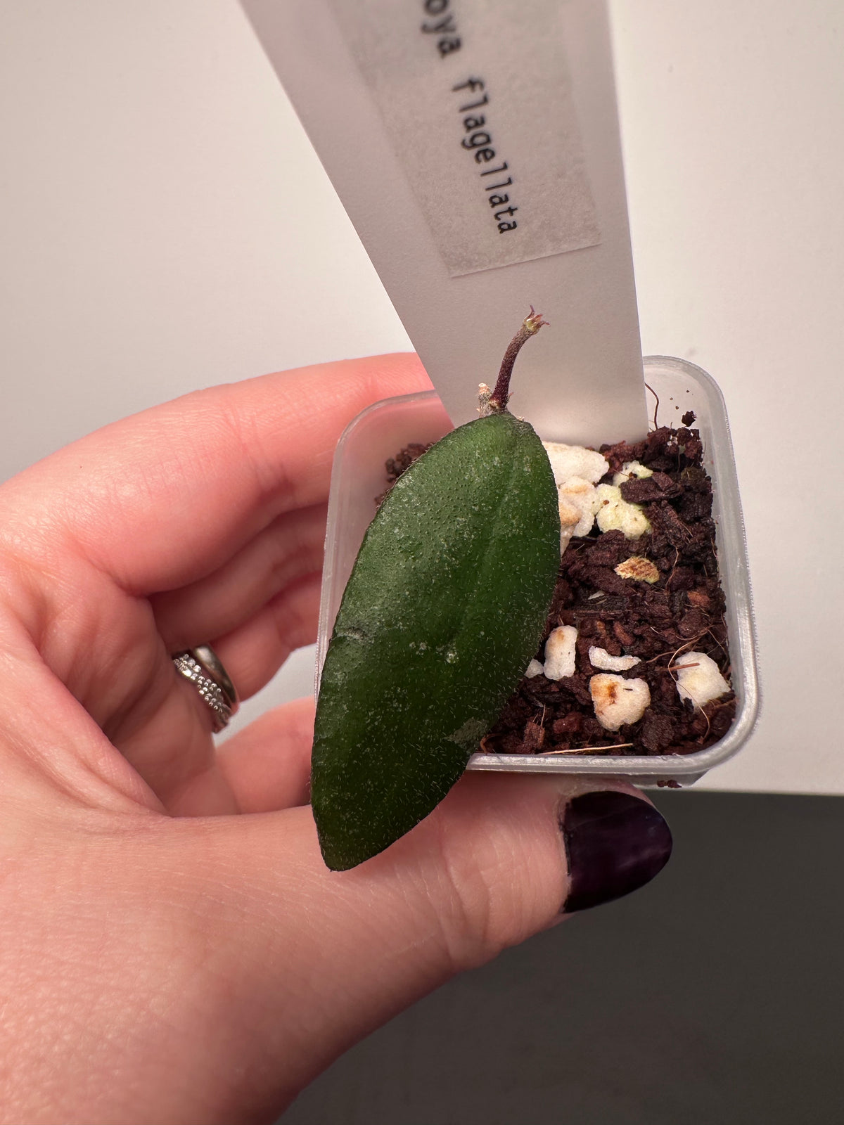 Hoya flagellata | 1.5 inch