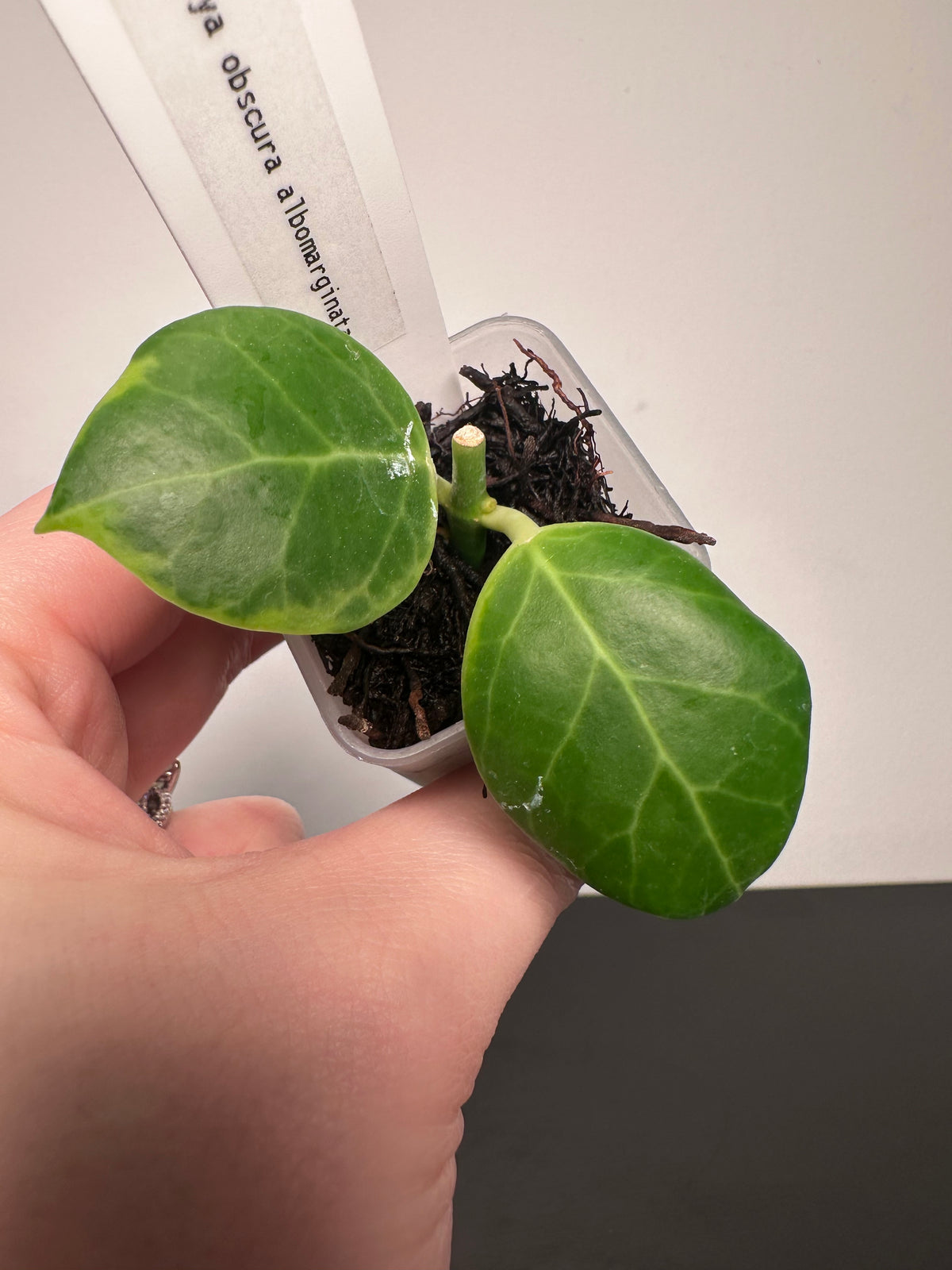 Hoya obscura albomarginata | 1.5 inch