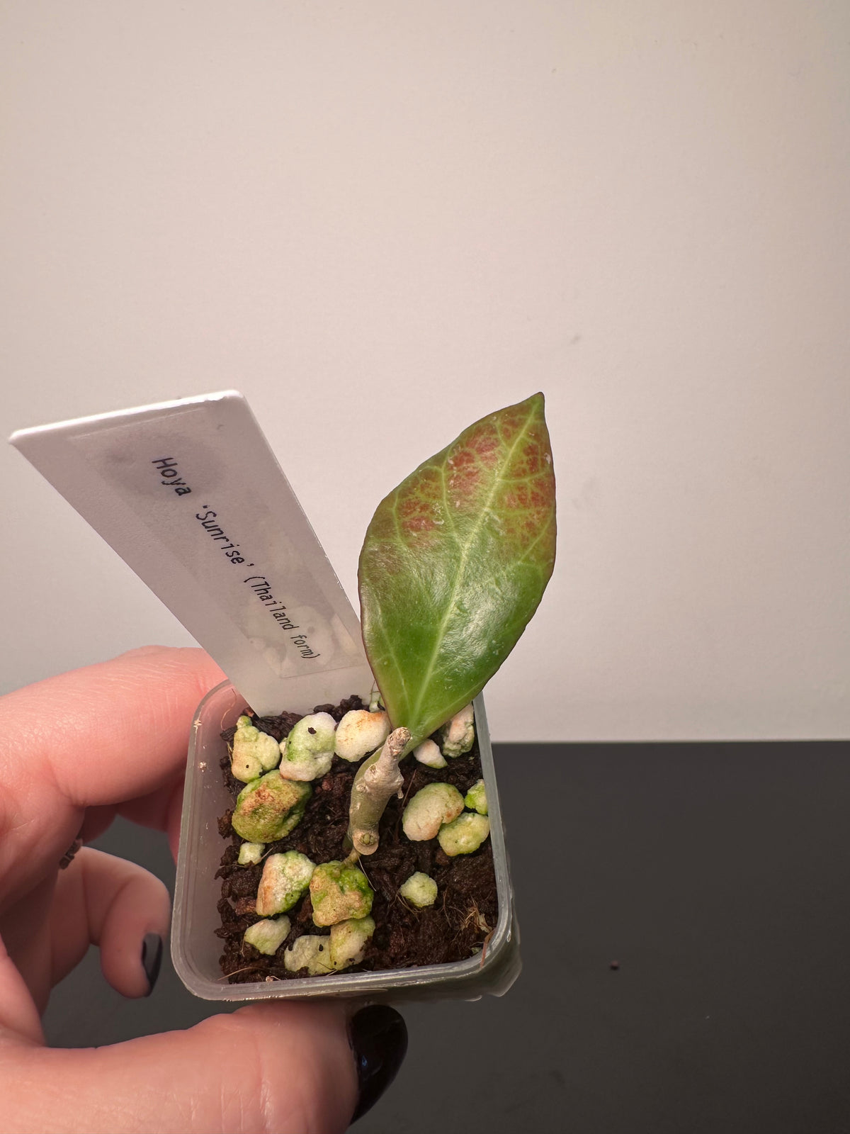 Hoya 'Sunrise' (Thailand form) | 1.5 inch