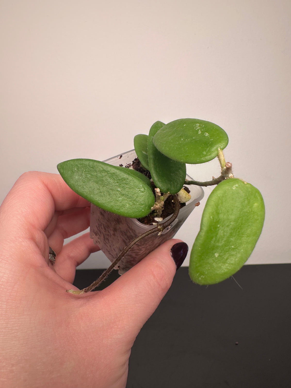 Hoya lyi | 1.5 inch
