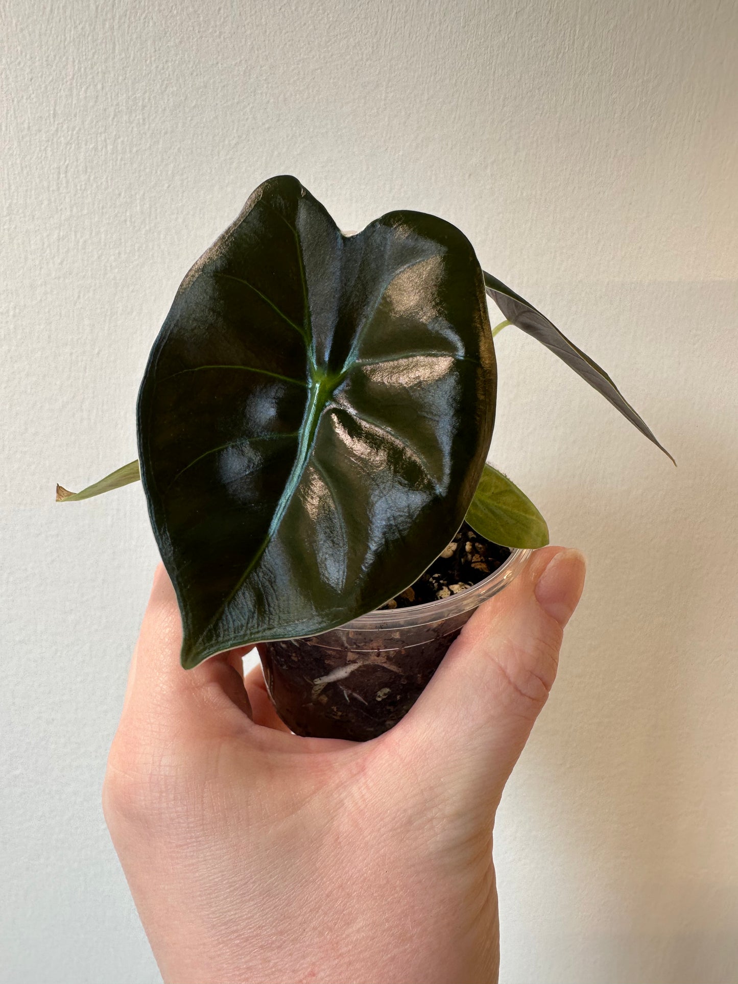 Alocasia 'Golden Bone' | 2.5 inch