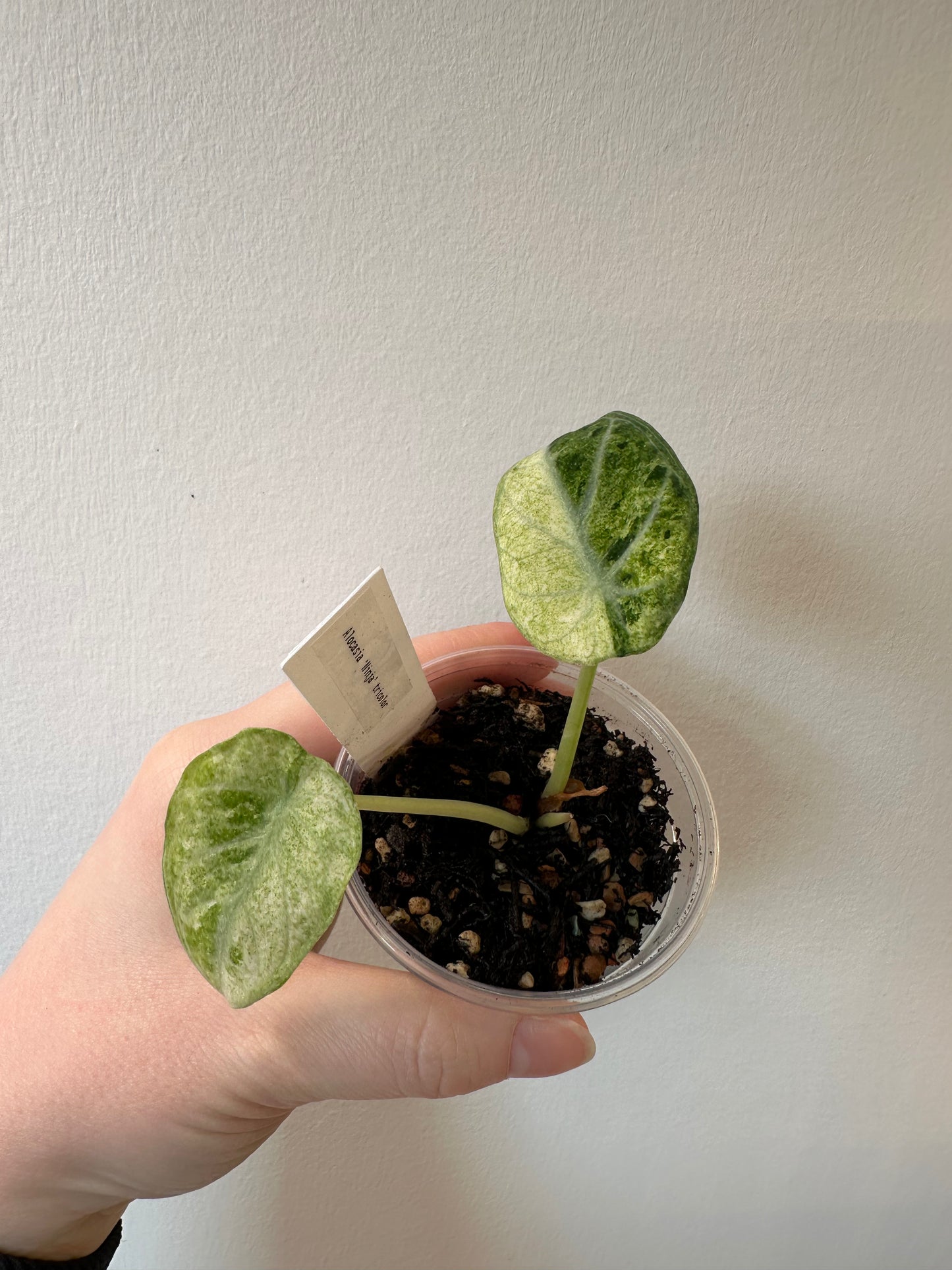 Alocasia 'Ninja' tricolor | 2.5 inch