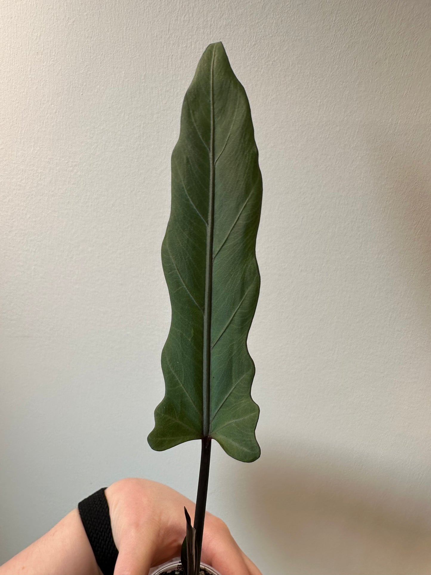 Alocasia lauterbachia 'Purple Sword | 2.5 inch