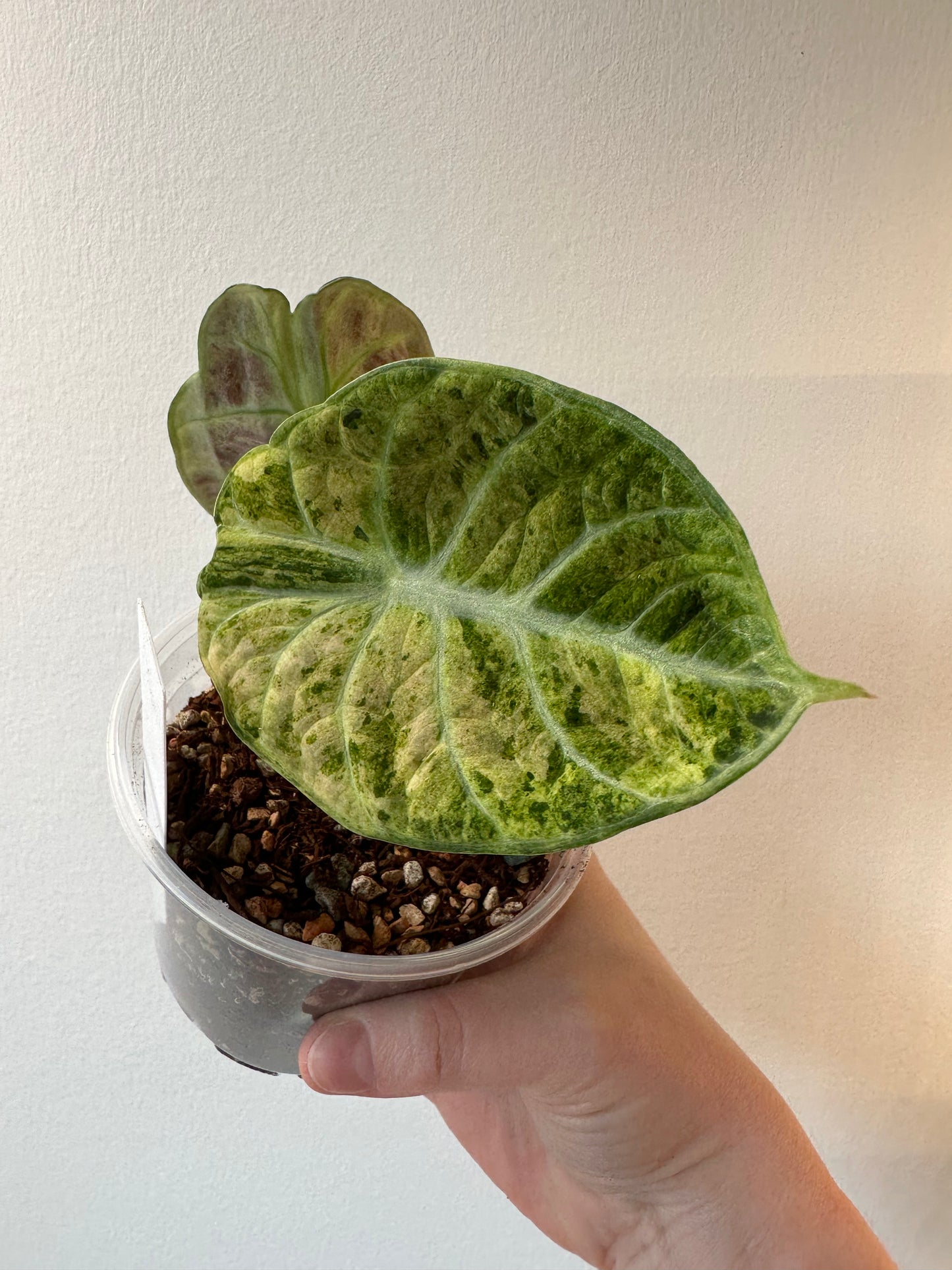 Alocasia 'Ninja' tricolor | 4 inch