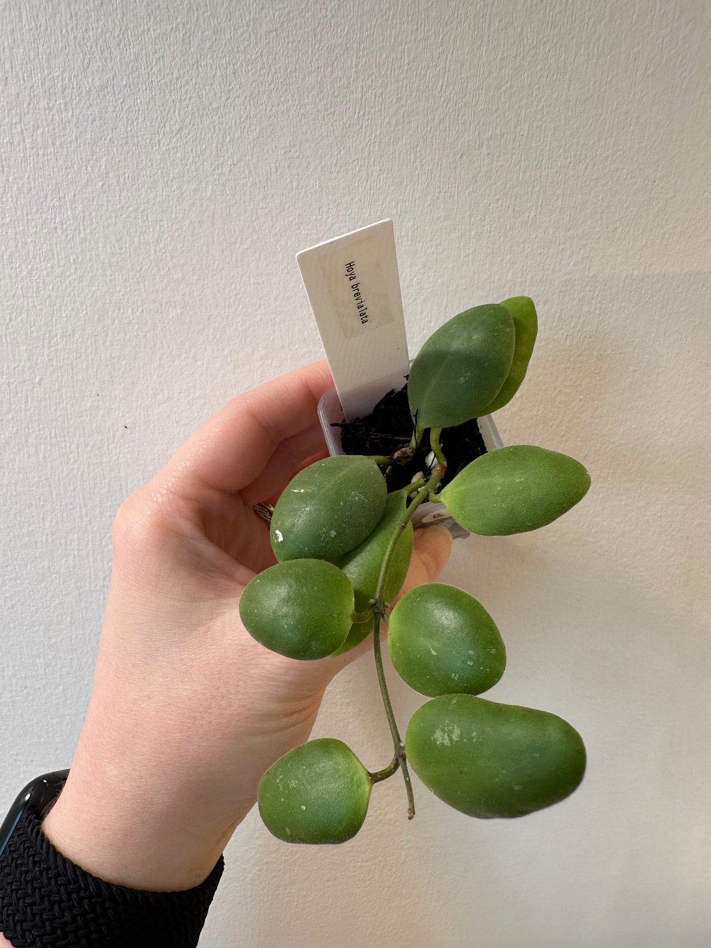 Hoya brevialata | 1.5 inch