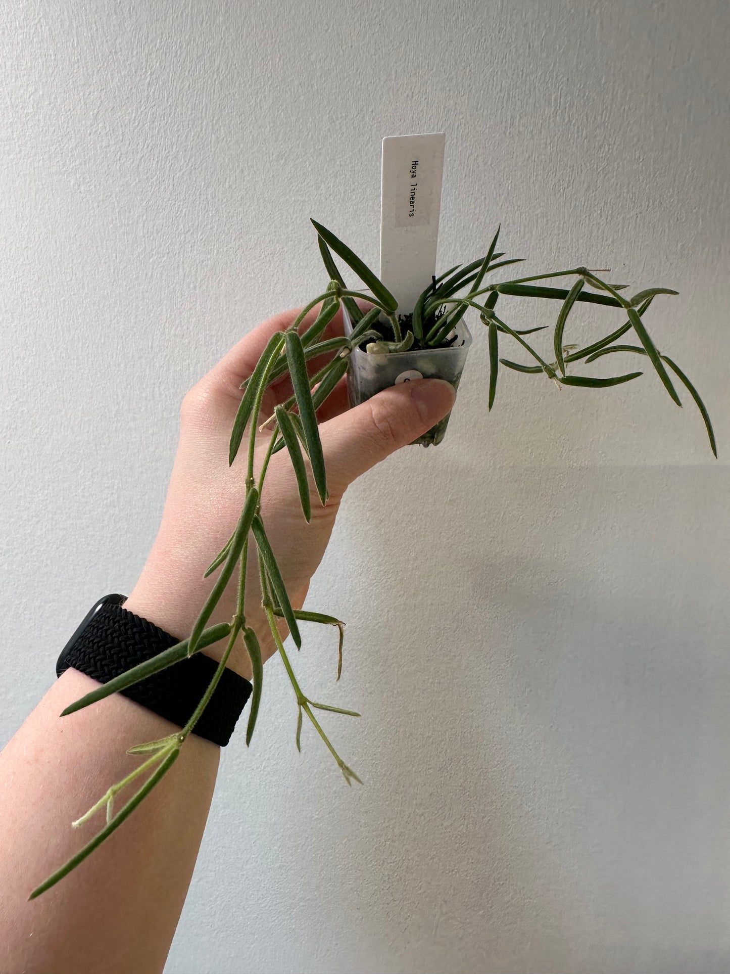 Hoya linearis | 1.5 inch