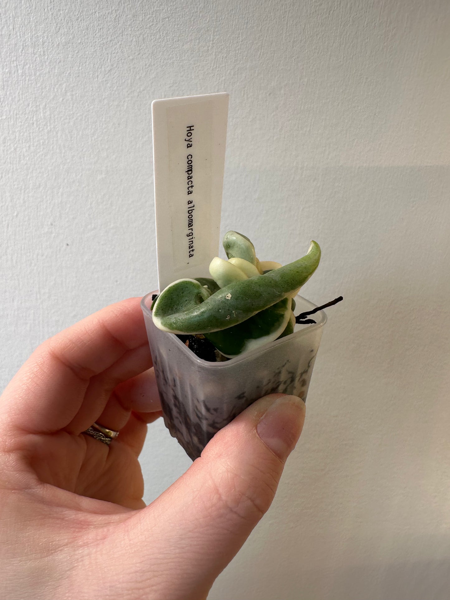 Hoya compacta albomarginata | 1.5 inch