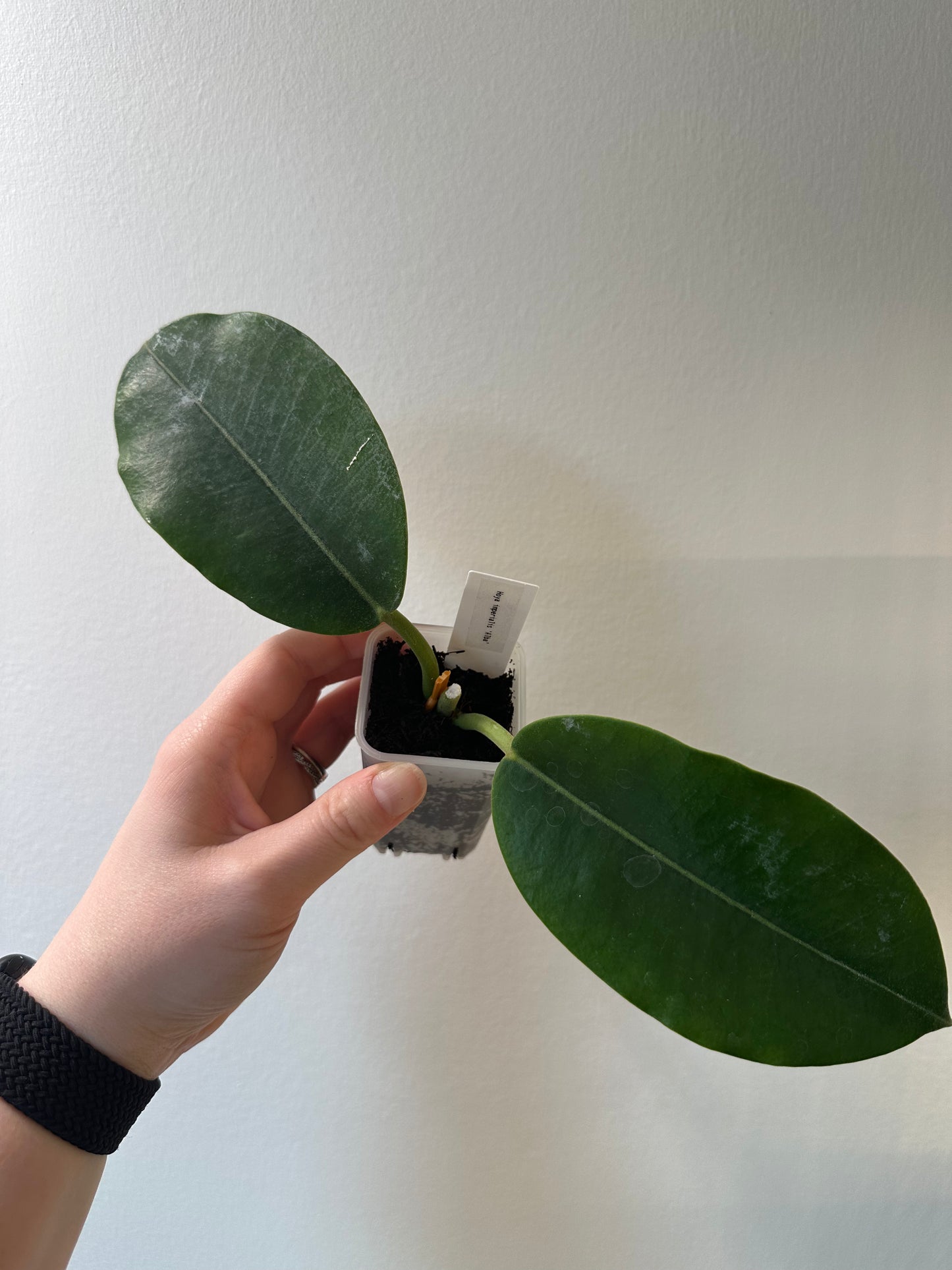 Hoya imperialis 'Alba' | 2 inch