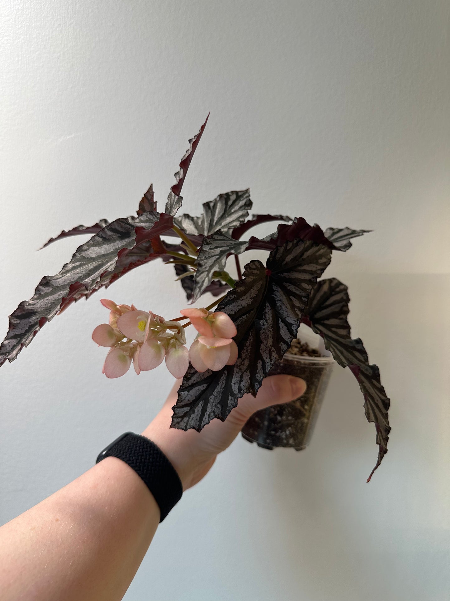 Begonia 'Guy Savard' | 3 inch