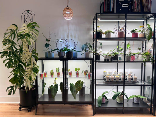How I Care for My Houseplants: The Basics