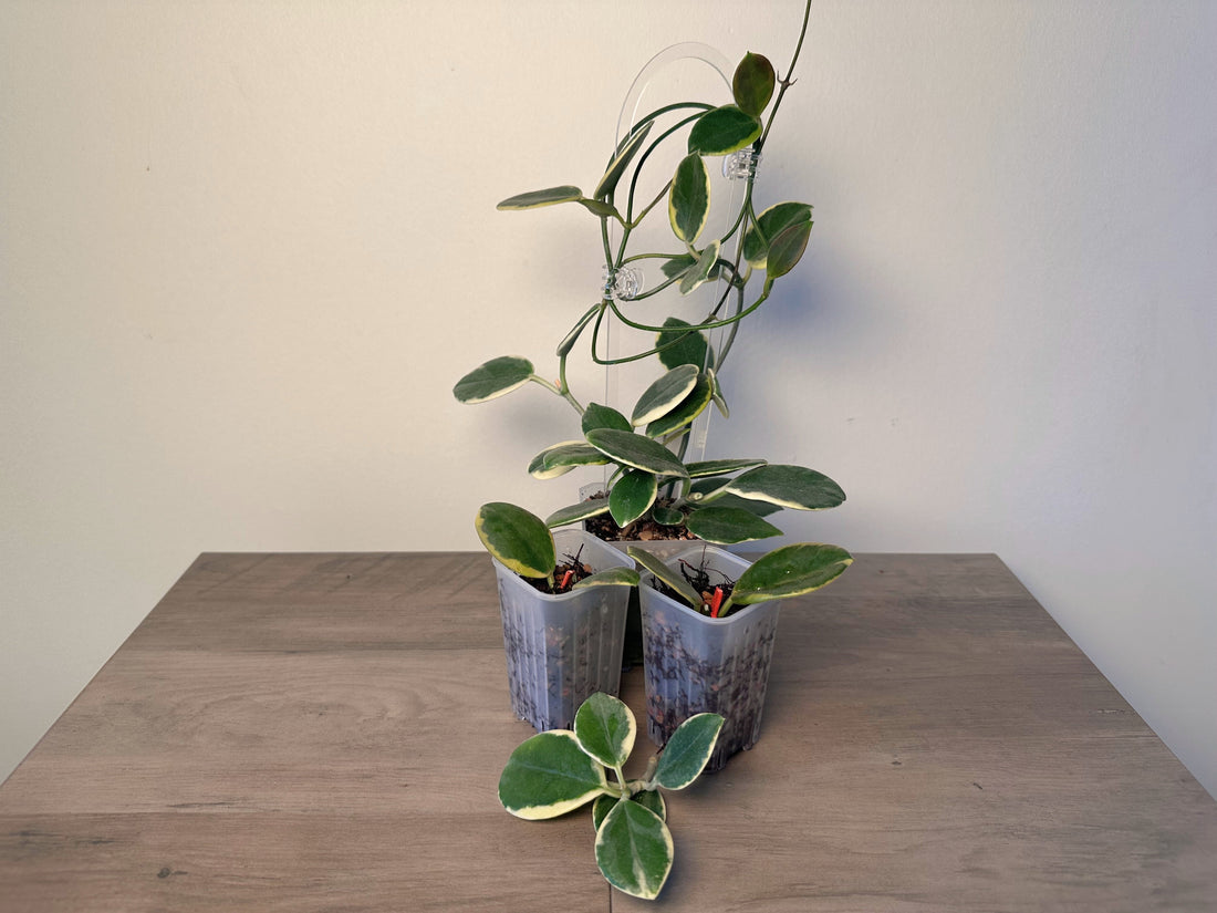 From Cutting to Established Plant: How I Propagate Hoyas