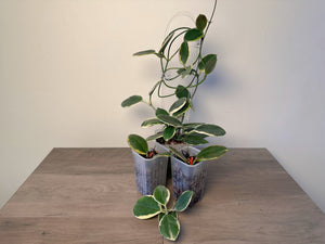 From Cutting to Established Plant: How I Propagate Hoyas