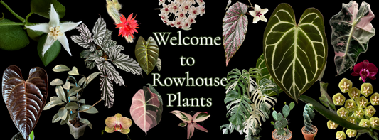 Welcome to Rowhouse Plants