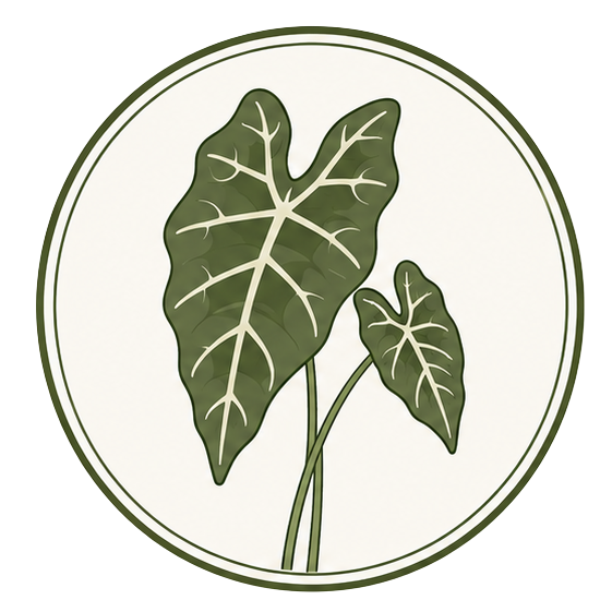 Alocasia