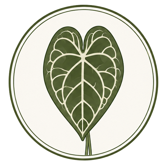 Anthurium