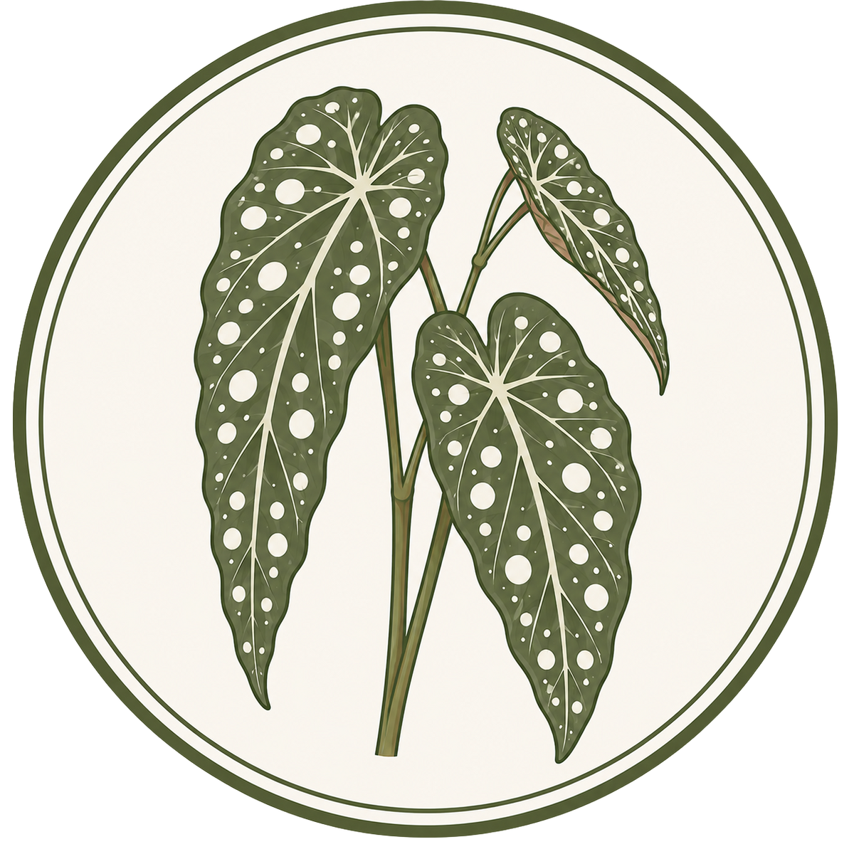 Begonia