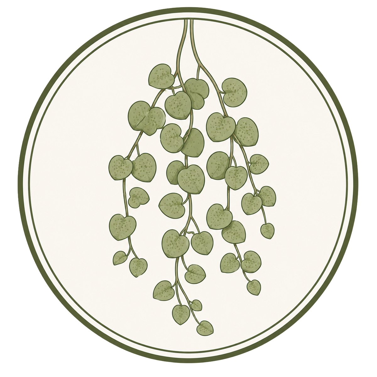 Dischidia