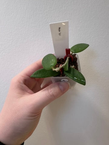 Hoya lyi | 1.5 inch