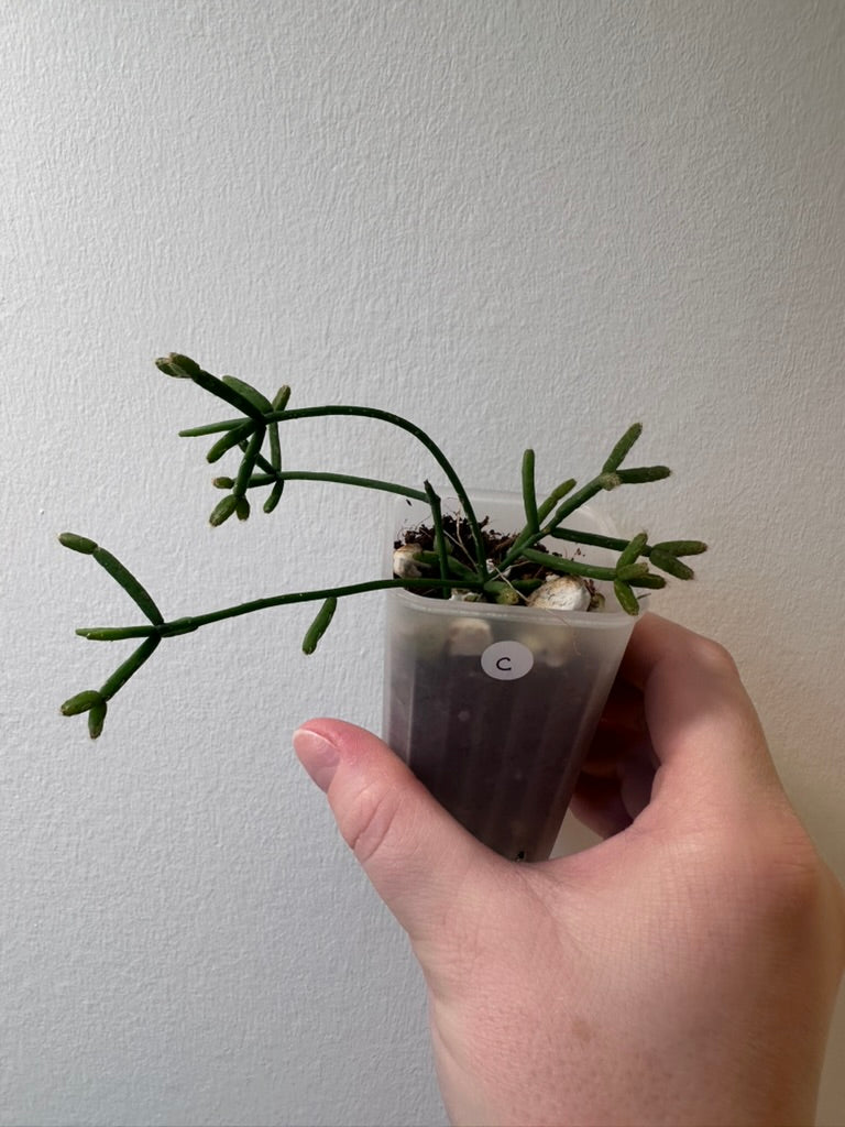 Rhipsalis cereuscula | 2 inch
