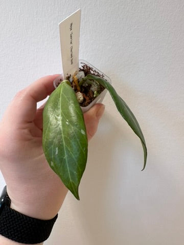 Hoya 'Sunrise' (Thailand form) | 1.5 inch