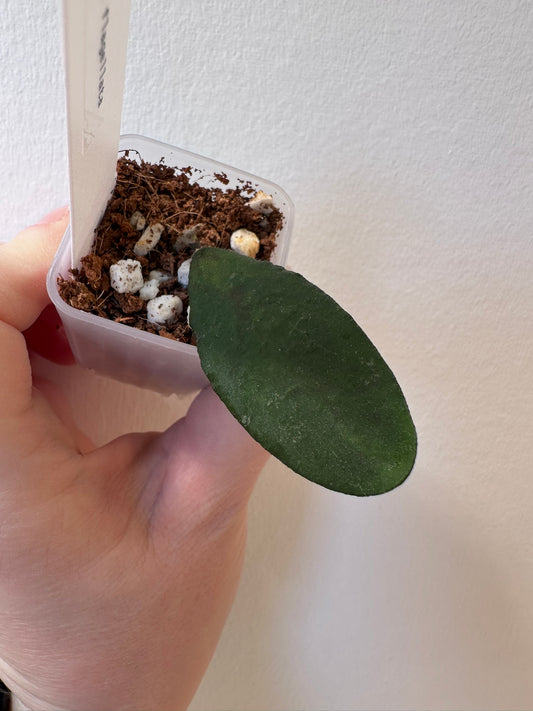 Hoya flagellata | 1.5 inch
