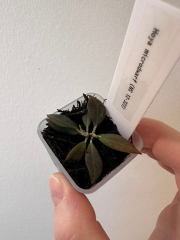 Hoya microdwarf (NS12-323) | 1.5 inch